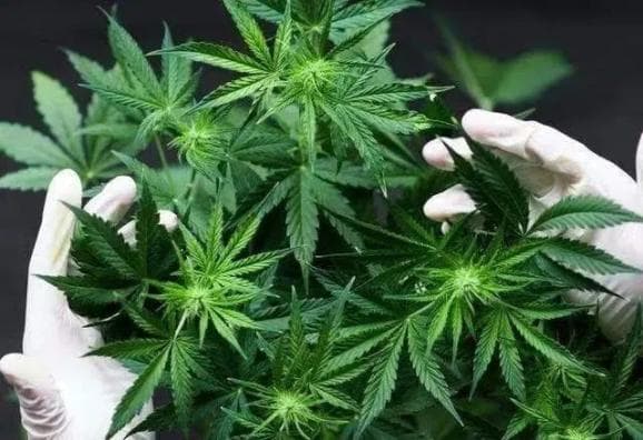 青少年毒品预防教育：远离毒品侵害，守护美好年华