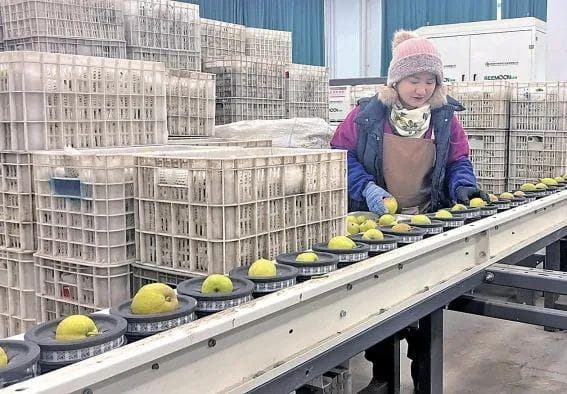 地理标志产品库尔勒香梨香飘全国的奥秘是什么？这篇文章告诉你