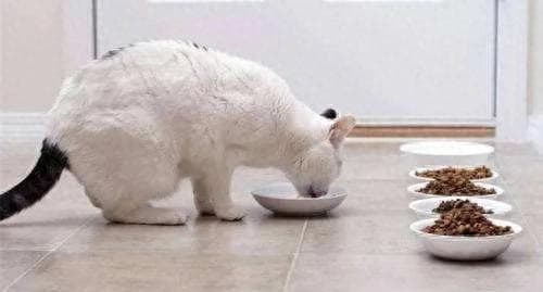 如何正确的给猫喂食？自助餐，还是定时定量？也许改良一下会更好