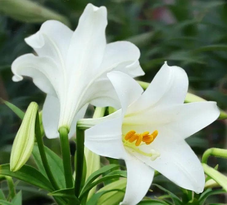 每天认识一种植物——百合
