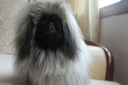 北京犬的历史与养护：了解这一古老犬种的宫廷文化背景与健康护理要点