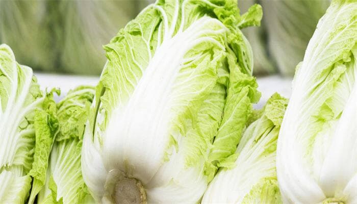 大白菜育苗时间和方法