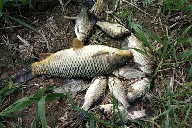 春季野钓大鱼，2种万能调漂方法，方法简单不跑鱼