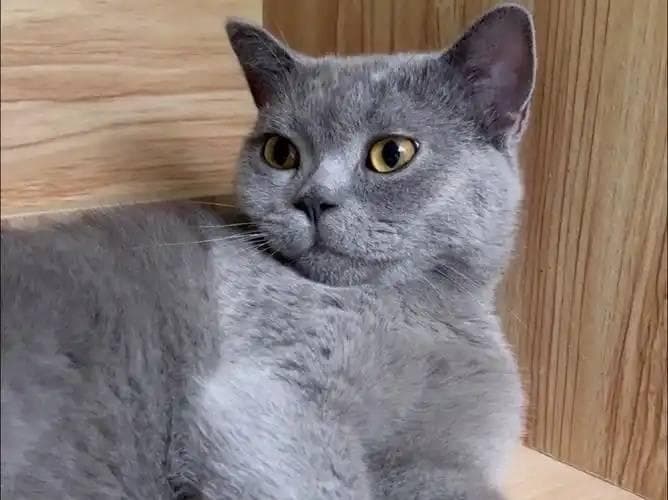 为什么十二生肖中有老鼠却没有猫？
