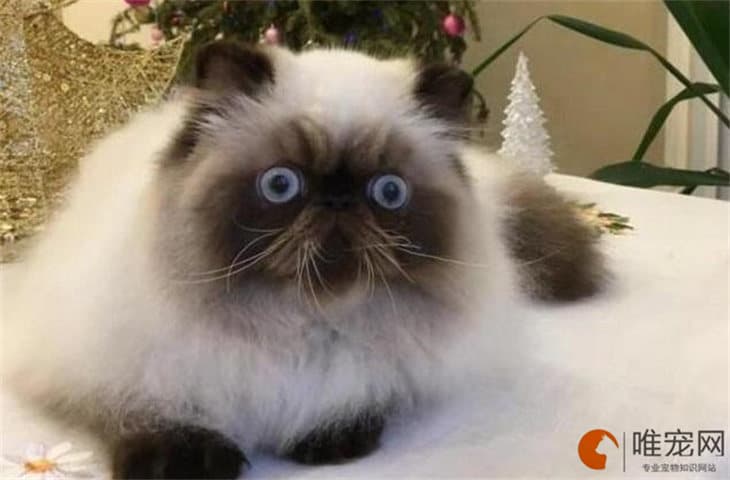 母猫做完绝育肚子上有鼓包是什么原因 多久消掉