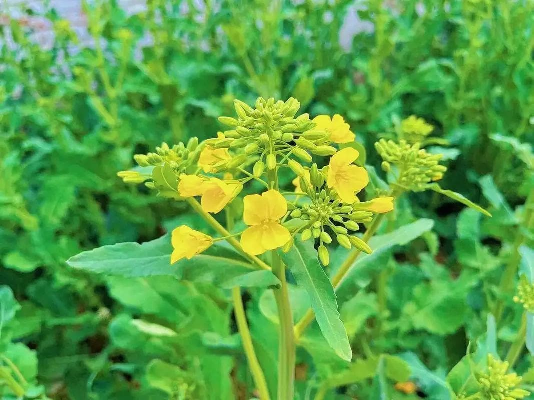 油菜和油菜花是同一种植物吗？科学解析其生长周期与形态特征