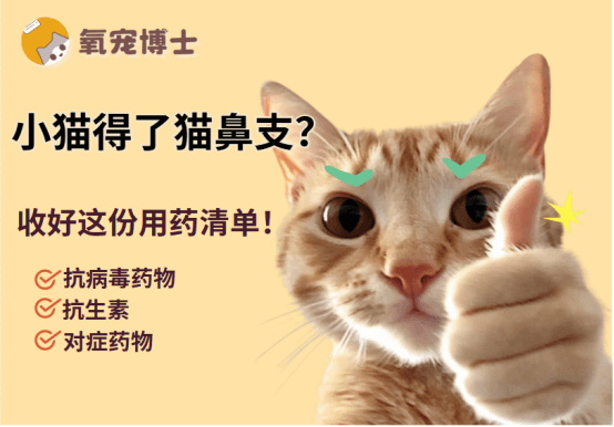 小猫得了猫鼻支怎么办？快收藏这份用药清单！