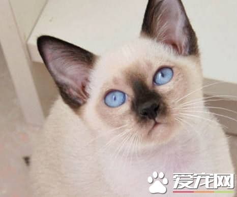暹罗猫叫声沙哑的原因及解决方法
