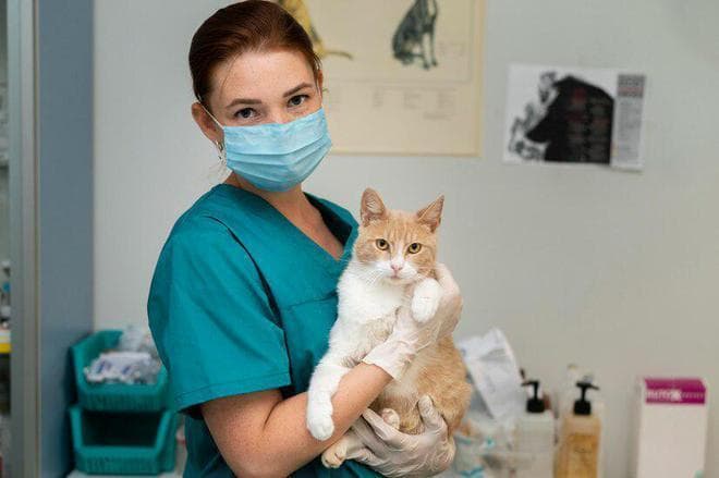 猫咪打疫苗前的那些事儿，你都知道吗？这些可千万不能忽视！