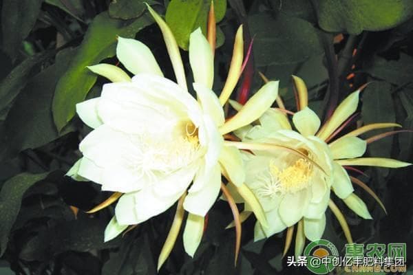 昙花的养殖方法（详解昙花的养护知识）
