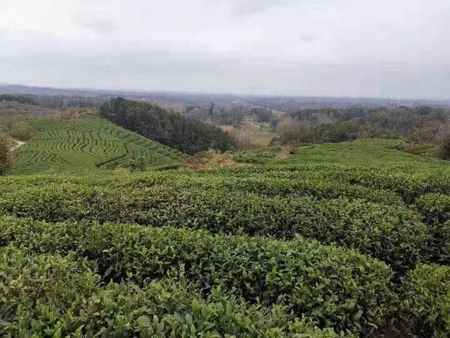 桐柏红茶品牌价值破14亿，创新利用夏秋茶资源助农增收