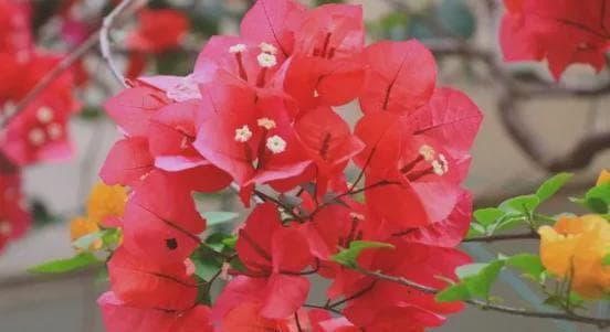 俗话“3石3花家里放，运顺财发家兴旺”，是这3种石、3种花