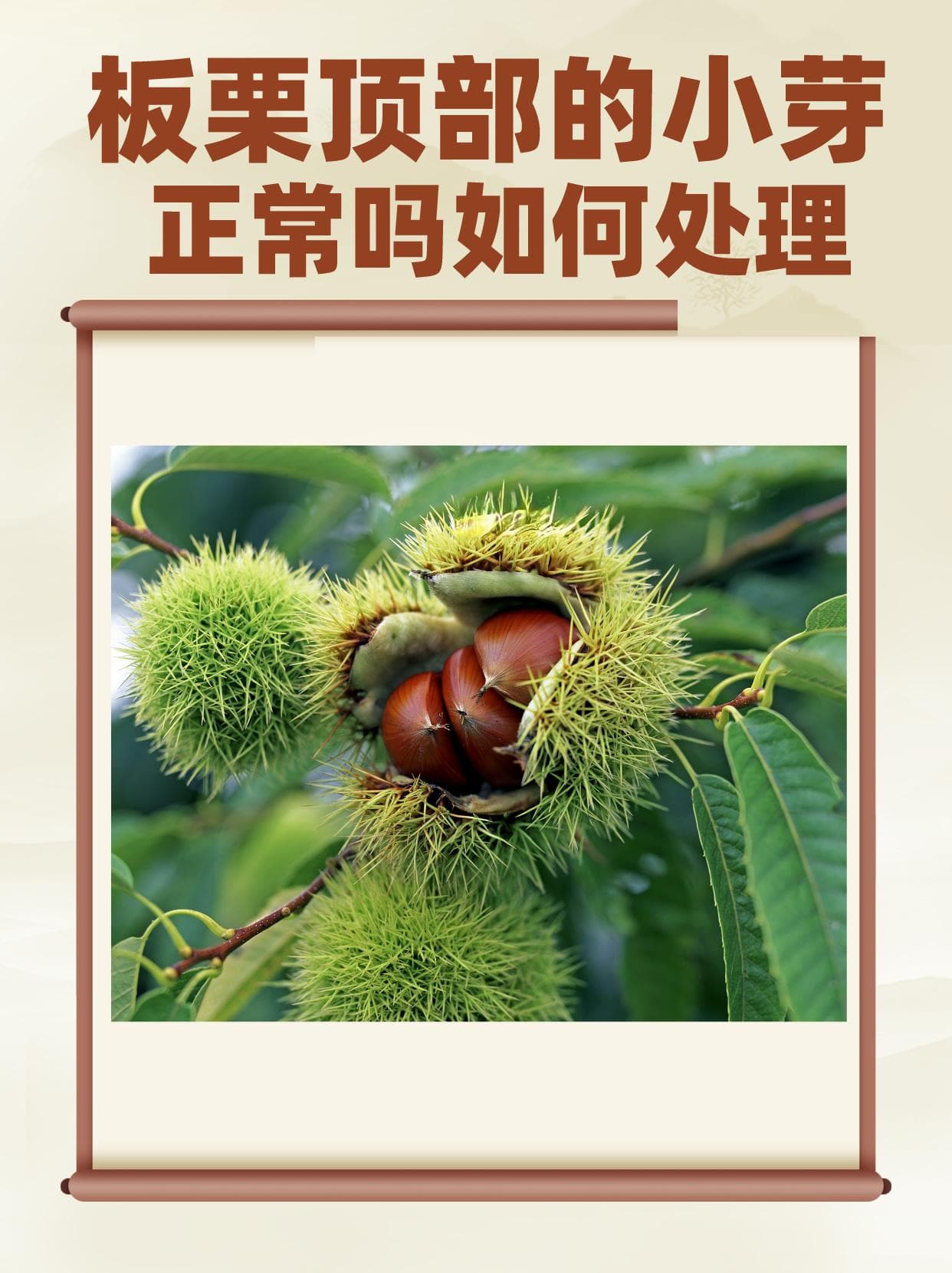 板栗顶部的小芽：正常吗？如何处理？