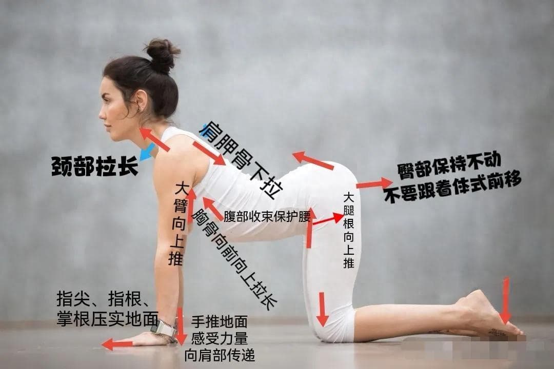 瑜伽基础动作之热身：猫牛式激活核心+拉伸预热