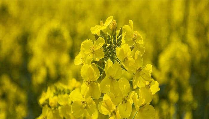 油菜育苗技术详解