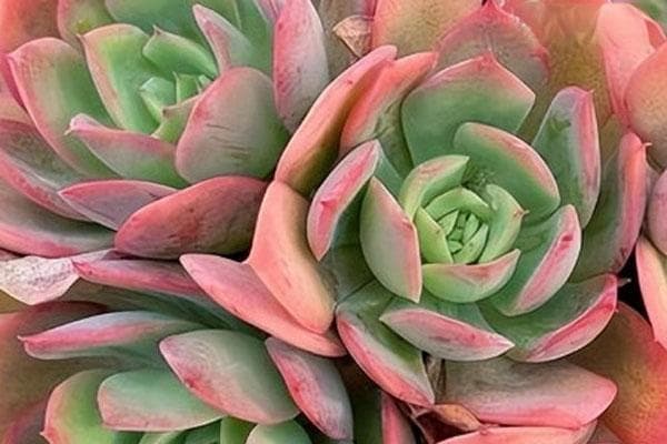 多肉植物养殖指南：6大关键环节详解