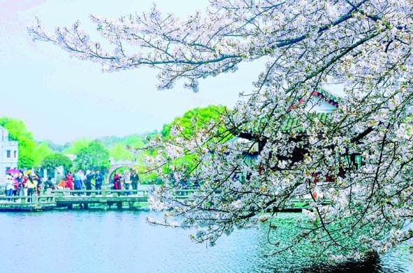“赏花经济”热，文旅春潮劲