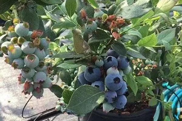 盆栽蓝莓品种哪个好？