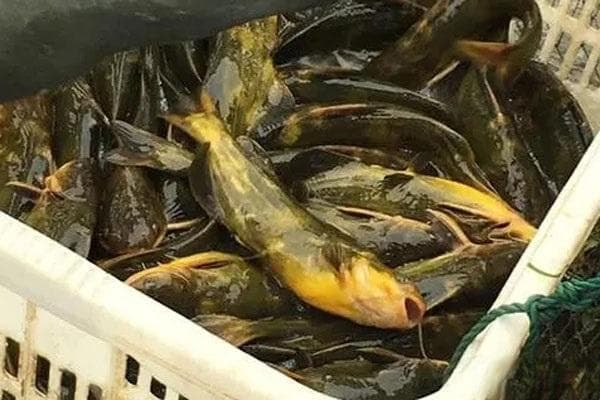 养淡水鱼哪种鱼最挣钱？