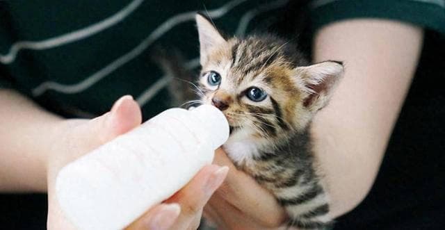 新手必看！这样照顾小猫，轻松养成健康小可爱
