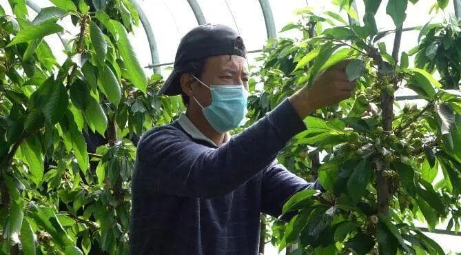来自“天空之城”的甜蜜奇迹！海拔近4000米的理塘县试种车厘子成功