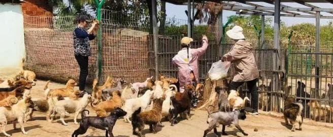 南昌小动物保护协会15年救助上万只流浪动物 3000多只找到新主人