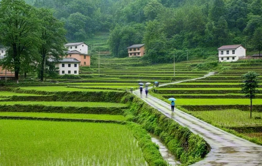 春雨如何“贵如油”？湖北这样让每一滴春雨都发挥最大价值
