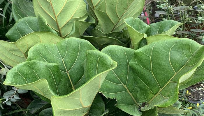 什么是两栖动物？从生命周期到生态作用的全面解析