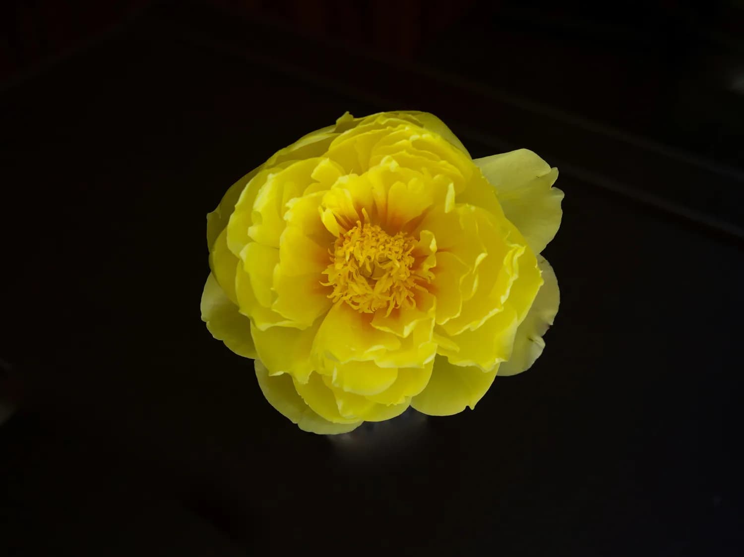 姚黄牡丹：如何鉴别真正的花王？