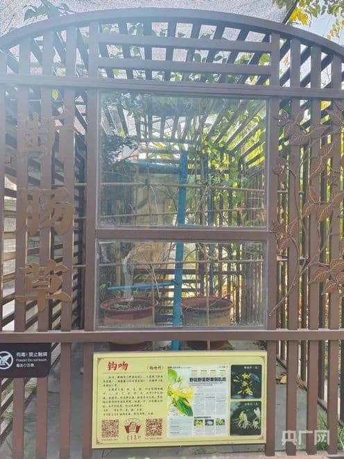 老人误食后身亡！剧毒的“断肠草”如何辨别？