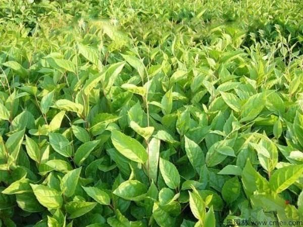 五味子的种植技术详解：从土壤选择到小苗移栽