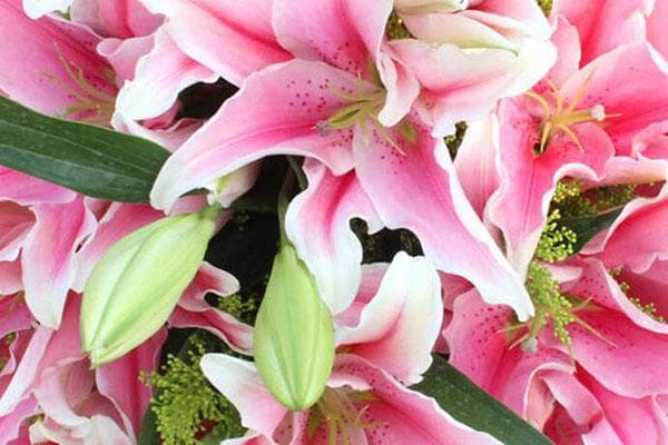 70、80、90岁老人祝寿，这些鲜花最能表达祝福