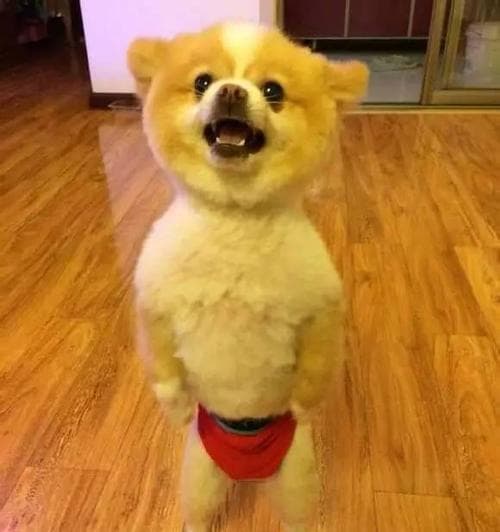 训练泰迪犬的小技巧（从小养成习惯很重要）