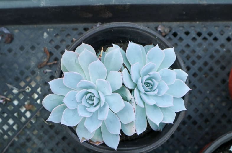 延长多肉植物寿命的养护方法