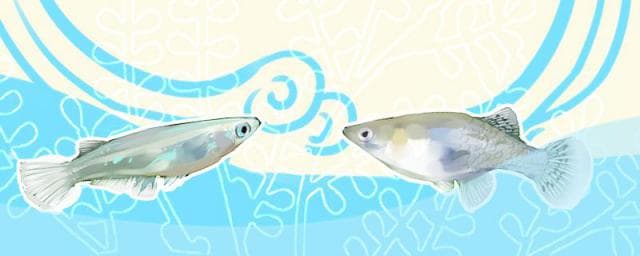 青鳉鱼孵化温度