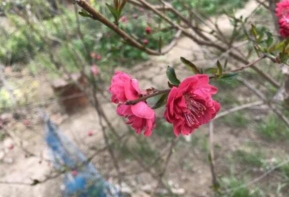 南方可不可以种桃花树