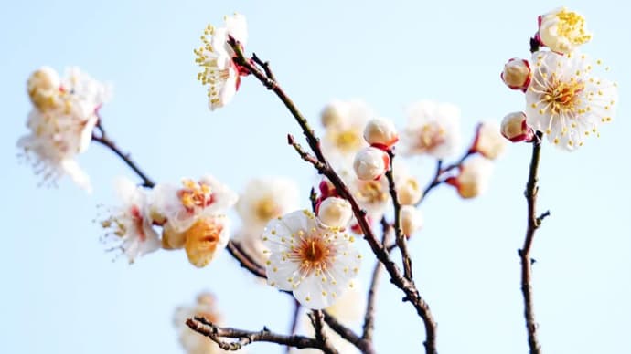 今年梅花花期推迟，即将迎来最佳观赏期