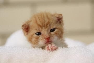 猫名字吉利好运财旺
