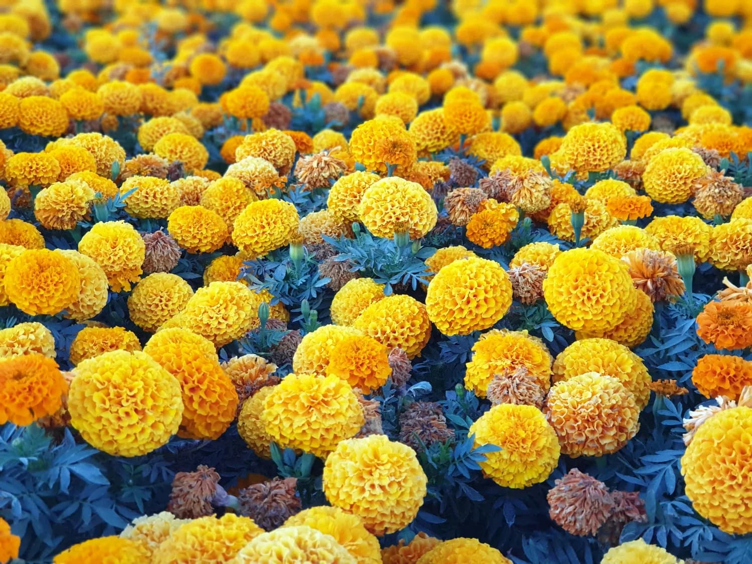 杞菊地黄丸：养生界的网红神药？
