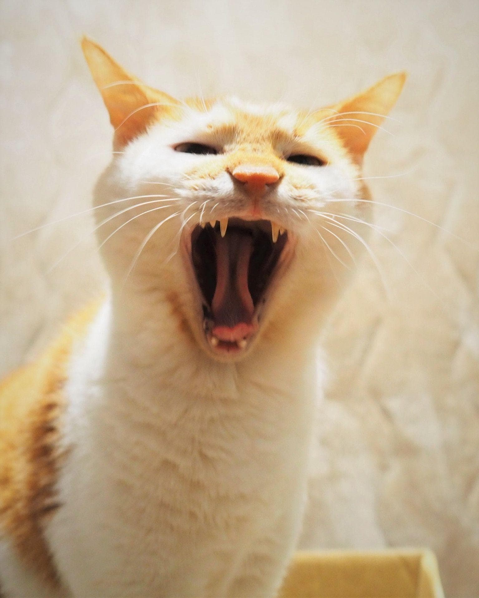 猫咪一直“凹呜”怎么办？解析猫咪叫声原因与应对技巧！