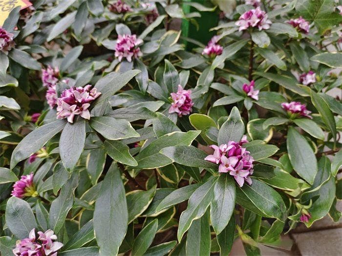推荐17种浓香型花卉品种