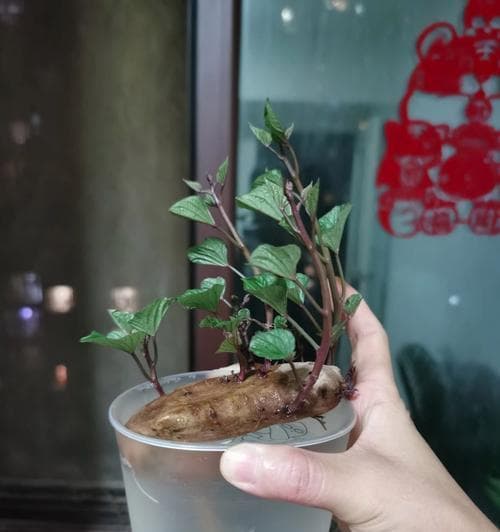 红薯水培养殖技术（水培红薯的方法与注意事项）