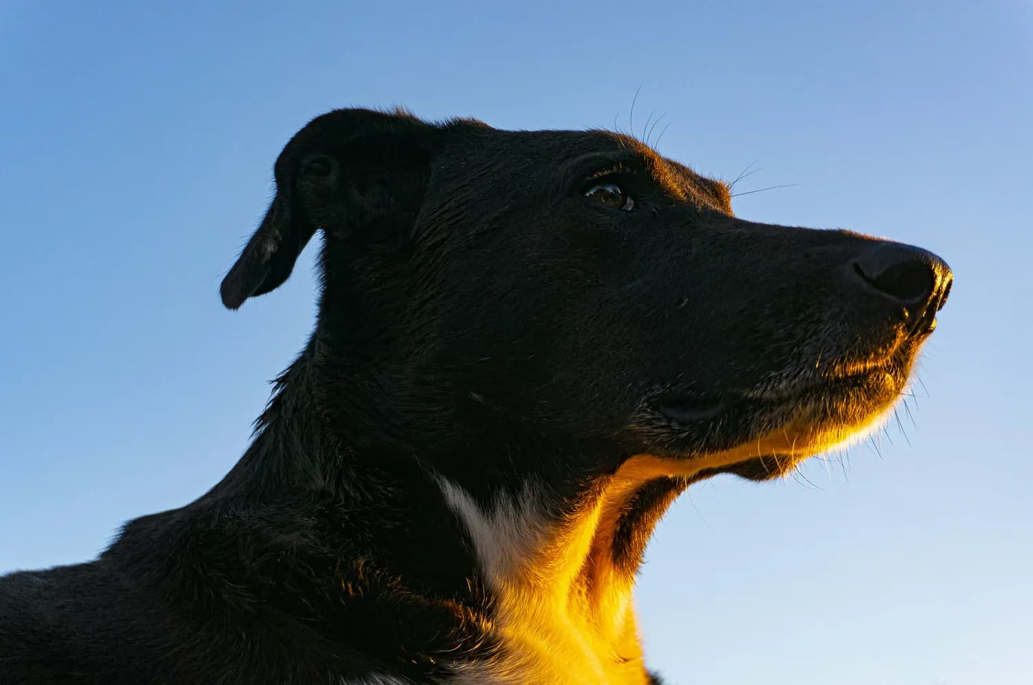 揭秘中国警犬退休后的幸福生活