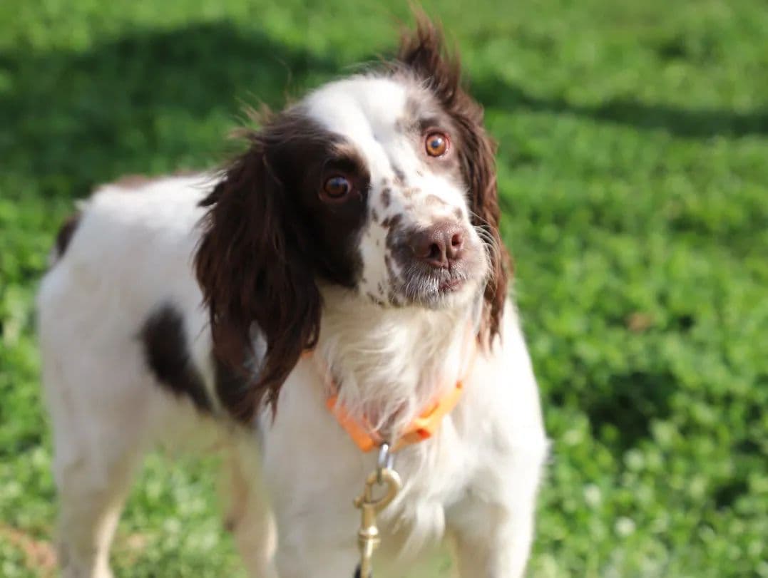 搜救犬真的能听懂人话吗？5个冷知识颠覆你的认知！