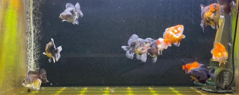 泰狮金鱼的繁殖频率，通常都是1年繁殖一次