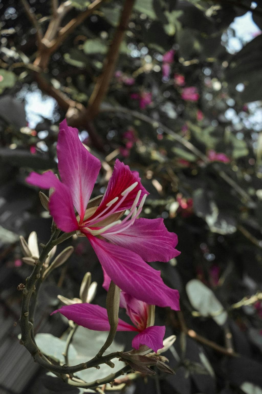 布萊克紫荊花：香港花