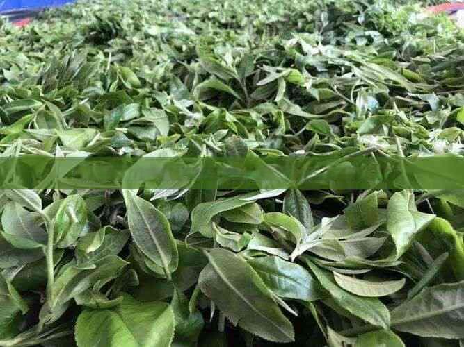 调理脾胃虚弱与肝火旺盛：适合日常食用的养生食材推荐