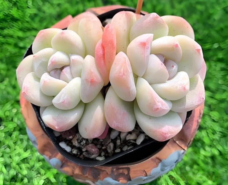 抵御寒冬：冬季冰玉多肉植物养护全攻略