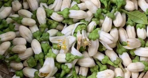 玳玳花的功效与作用