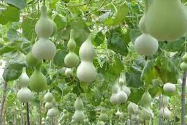 葫芦的种植方法，可以在3月底至5月上旬进行播种